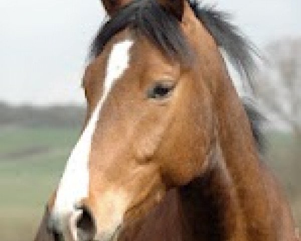 jumper Wolfsmond (Westphalian, 2008, from Alberto II)