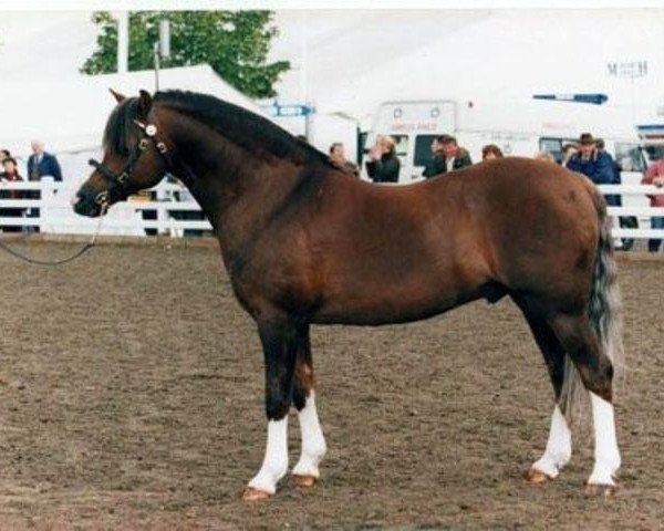 stallion Eyarth Rio (Welsh-Pony (Section B), 1987, from Hafod-yr-Esgob Buzby) stallion Eyarth Rio (Welsh-Pony (Section B), 1987, from Hafod-yr-Esgob Buzby)