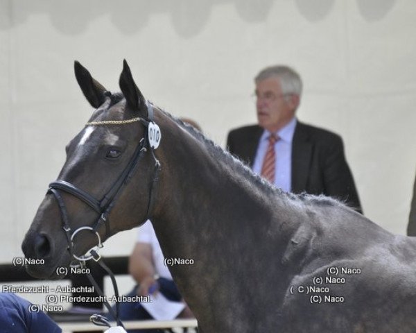Zuchtstute Ninora xx (Westfale, 1995, von Vif-Argent xx)