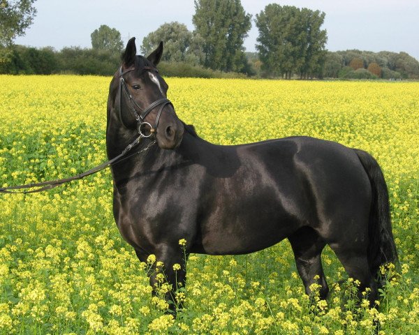 horse Romina (Hanoverian, 2001, from Rotspon)