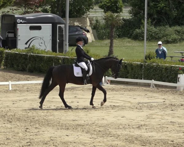 Reitturnier Bornheim-Widdig 2022