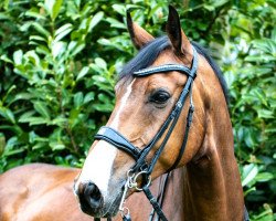 dressage horse Felix de Luxe S (Hanoverian, 2010, from Fürst Nymphenburg)