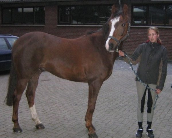 Dressurpferd Rasputin 432 (Deutsches Reitpony, 1998, von Robin) Dressurpferd Rasputin 432 (Deutsches Reitpony, 1998, von Robin)