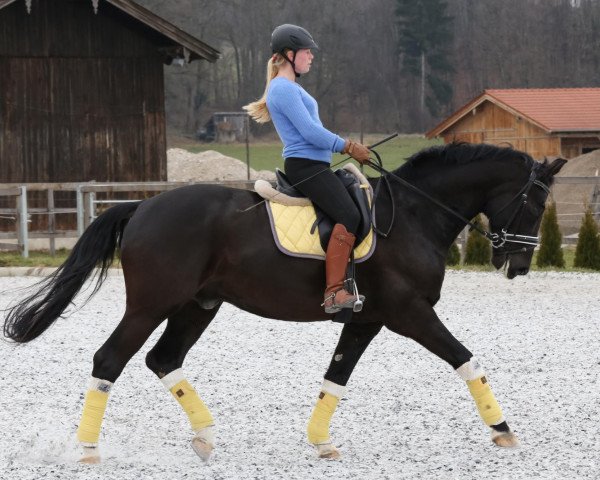 horse Darth Vader (Bavarian, 2001, from Donnerschlag)