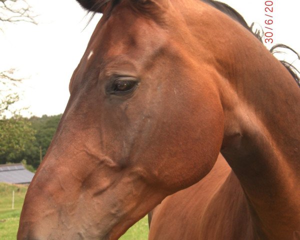 Springpferd Rusty 343 (Westfale, 1997, von Ritterorden)