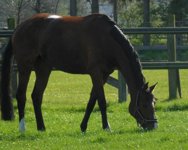 Pferd Francis 128 (Hannoveraner, 2007, von Florenccino)