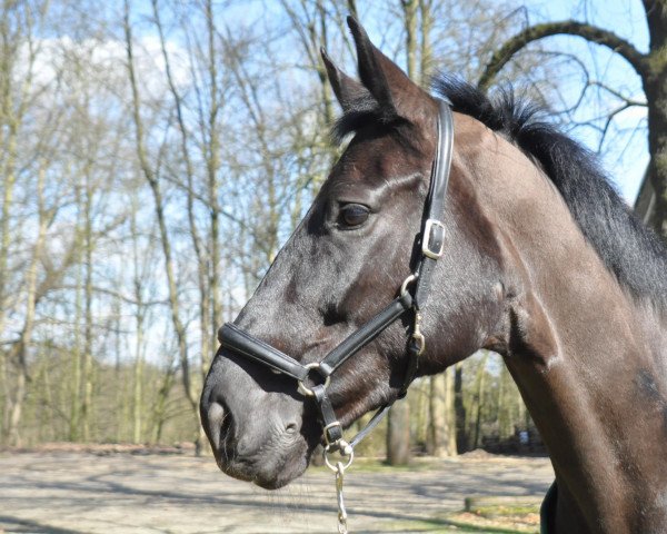 broodmare Don's Girl (Oldenburg, 2002, from Don Gregory)