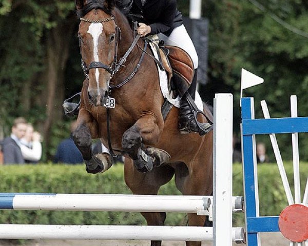 jumper Barthez 2 (KWPN (Royal Dutch Sporthorse), 2006, from Sable Rose)