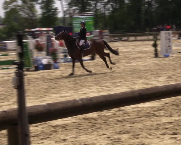 Reitturnier Rhede 2022
