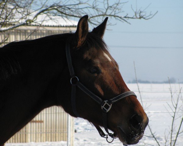 horse Ricci (German Sport Horse, 2003, from Riccione)