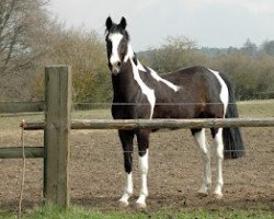 Cavallo da Dressage Chicago Moon (sconosciuto, 2008)