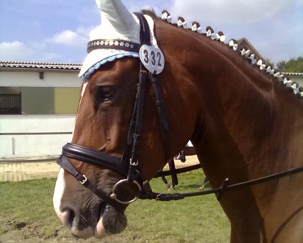 jumper Quienta (KWPN (Royal Dutch Sporthorse), 2006, from Quite Capitol) jumper Quienta (KWPN (Royal Dutch Sporthorse), 2006, from Quite Capitol)