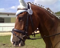 jumper Quienta (KWPN (Royal Dutch Sporthorse), 2006, from Quite Capitol)