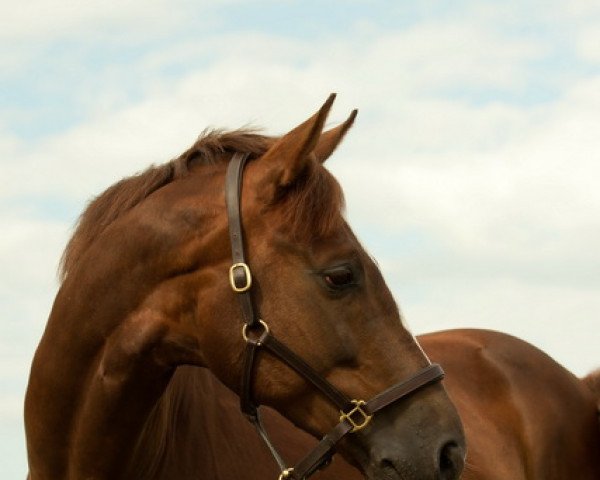 dressage horse Fabalou 9 (Rhinelander, 2005, from Fürst Piccolo)