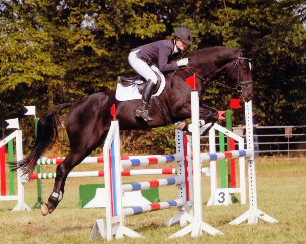 horse Casall's Junior (Holsteiner, 2003, from Casall Ask)