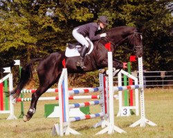 horse Casall's Junior (Holsteiner, 2003, from Casall Ask)