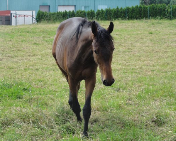 horse Lennox II (Luxembourg horse, 2011, from Lancer II)