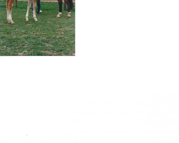 broodmare Xylose (Trakehner, 1984, from Istanbul) broodmare Xylose (Trakehner, 1984, from Istanbul)