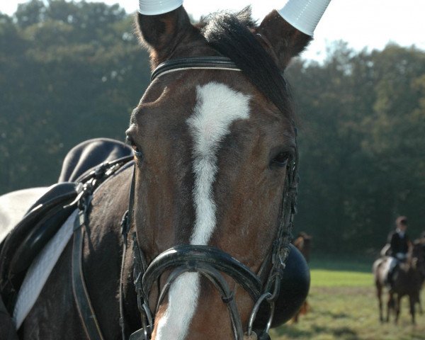 Pferd Cappuccino 34 (Oldenburger, 1993, von Carprilli)