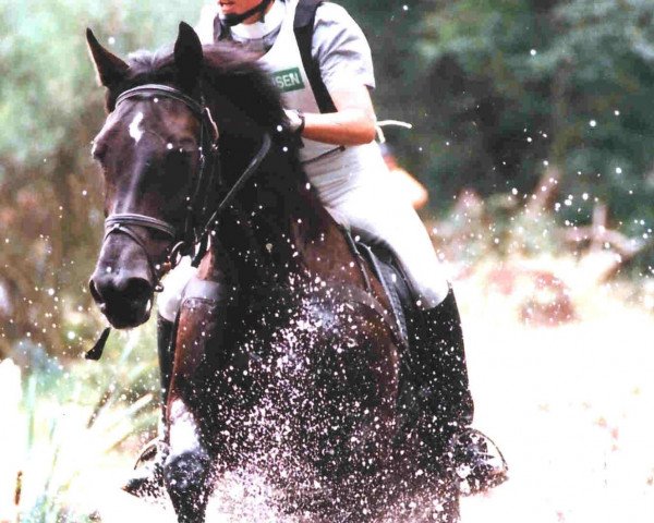 Pferd Rubik (Oldenburger, 1991, von Rubinstein I)