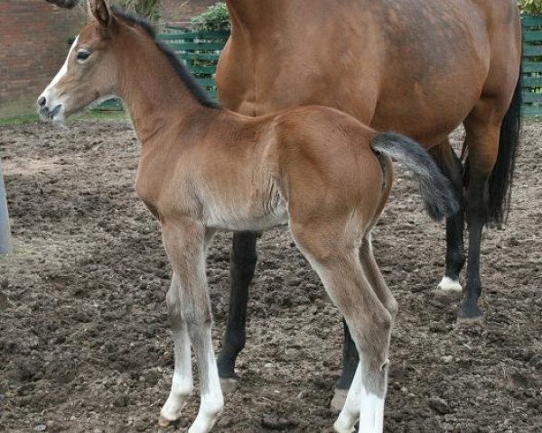 broodmare Cora Lele (Holsteiner, 2010, from Cassini I)