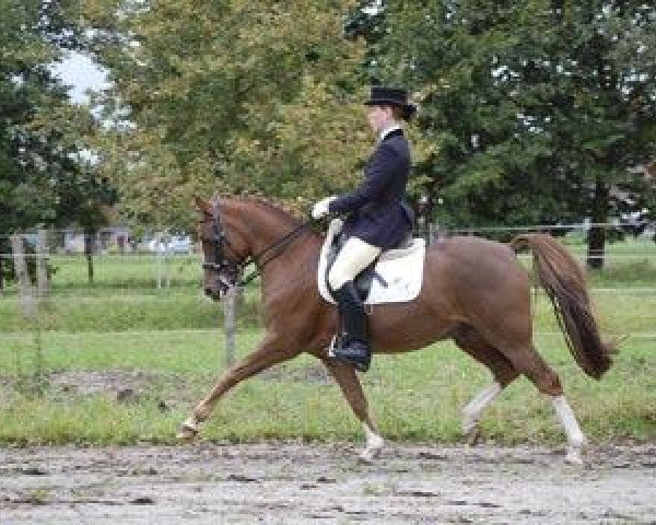 Dressurpferd Dax 48 (Deutsches Reitpony, 1996, von Dressman)