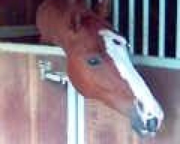 horse Miro H (Westphalian, 1999, from Mon Chèri)