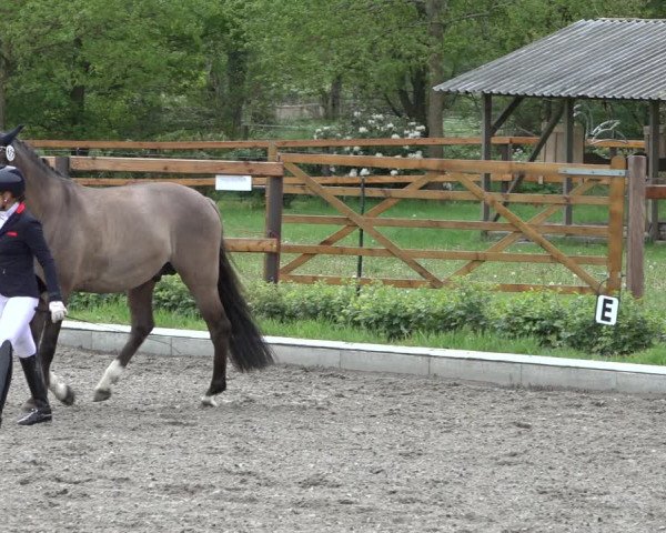 Reitturnier Schwanewede 2022