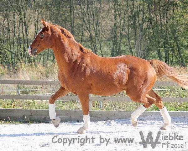 dressage horse Flintstone 43 (Westphalian, 2007, from Flamur)