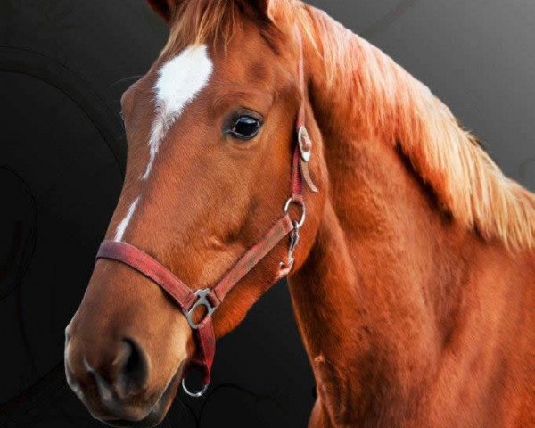 horse Fanouska (KWPN (Royal Dutch Sporthorse), 2010, from Quasimodo vd Molendreef)