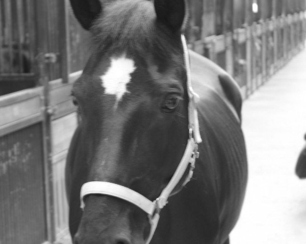 broodmare Brunelle (Oldenburg, 1996, from Feiner Stern)
