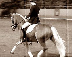 dressage horse Nuschka (Haflinger, 1999, from Sturmboee)