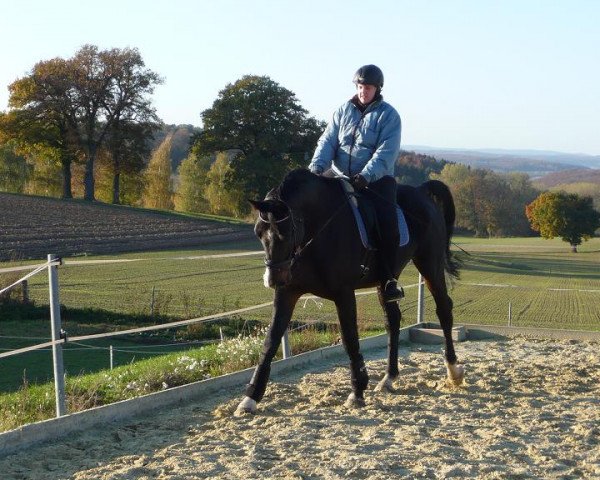 horse Simply Sancho (Oldenburg, 2005, from Stedinger)