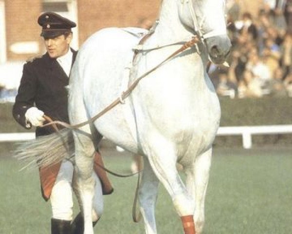 horse Galan (Hanoverian, 1970, from Gazal VIII) horse Galan (Hanoverian, 1970, from Gazal VIII)