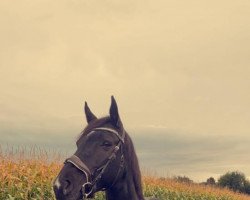 broodmare Fenja 197 (Oldenburg, 2009, from For Compliment)