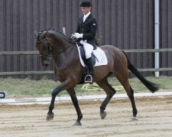 Dressage horse Fitzroy M (Hanoverian, 2006, from Rousseau)