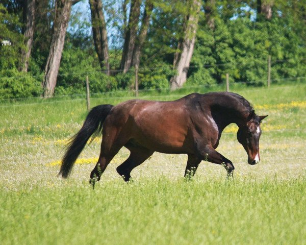 Pferd Chameur (Württemberger, 1999, von Calmaro)