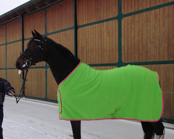 horse Florio Mariner (Westphalian, 1999, from Florestan I)