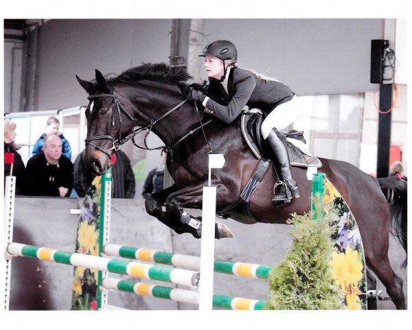 jumper Caramia 22 (Hanoverian, 2006, from Cranach)