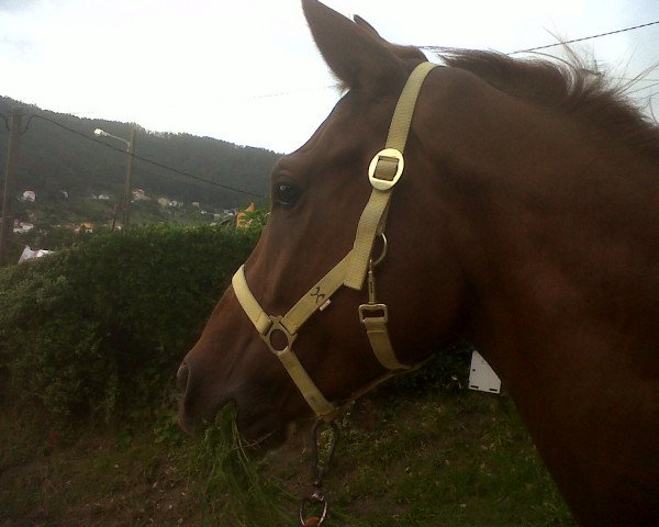 Pferd Elliott (Spanisches Sportpferd, 2009, von Ebano CS)