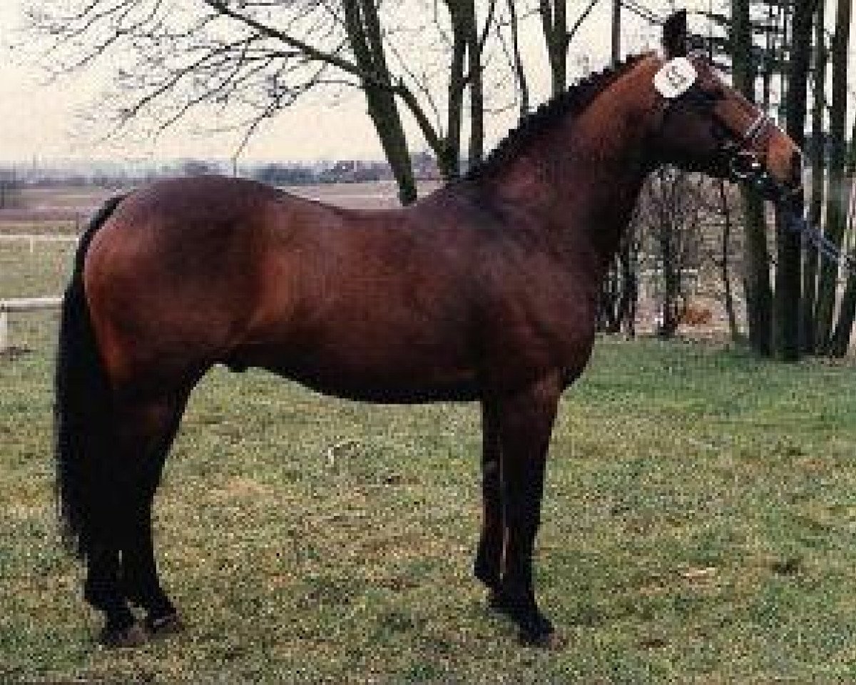 Deckhengst Rory Ruadh (Connemara-Pony, 1971, von Finney Master)