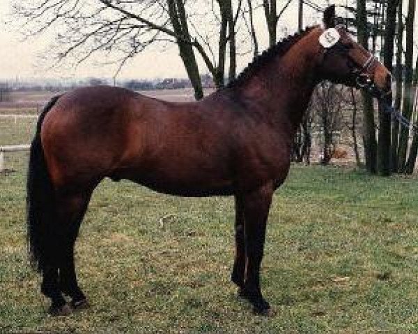 Deckhengst Rory Ruadh (Connemara-Pony, 1971, von Finney Master)