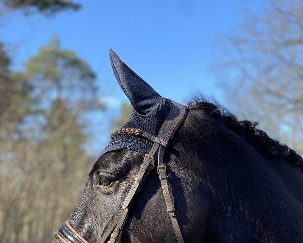 jumper Cross Again (German Warmblood, 2010, from Pikeur Crossfire)