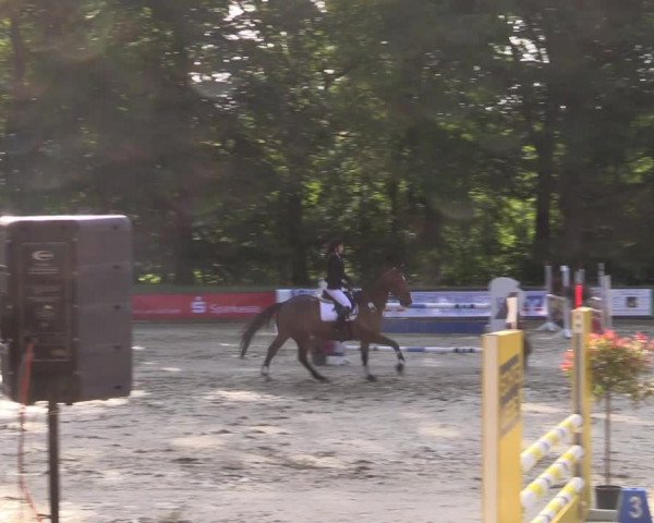 Reitturnier Rhede 2022