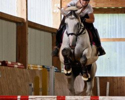 Zuchtstute Grada van de Vrunte (Belgisches Warmblut, 2006, von Obsession B)