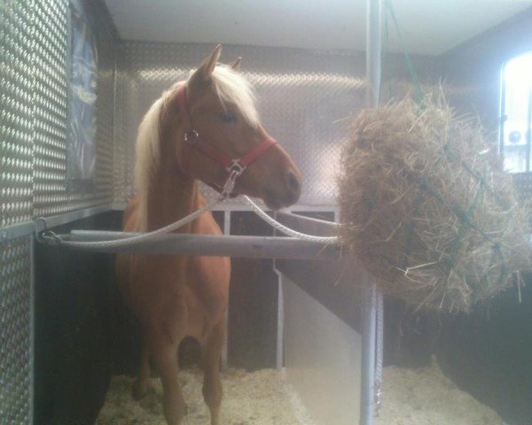 Dressurpferd Odin 429 (Pony ohne Rassebezeichnung, 2010, von Ombre)
