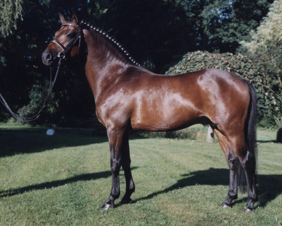 Deckhengst Boticelli 4 (Deutsches Reitpony, 1996, von Brillant)