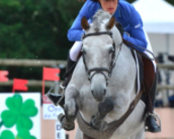 horse Vaughann de Vuzit (Selle Français, 2010, from Dexter Leam Pondi)