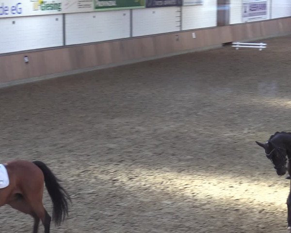Reitturnier Rhede 2022