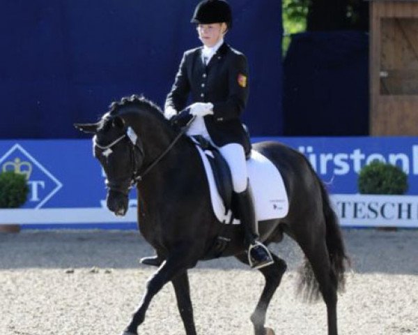 stallion Kennedy WE (German Riding Pony, 1997, from Kaiserjaeger xx)